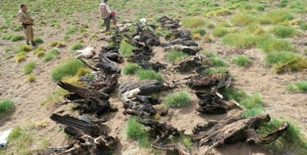 Confirman que los cóndores de Mendoza fueron envenenados con un fuerte pesticida