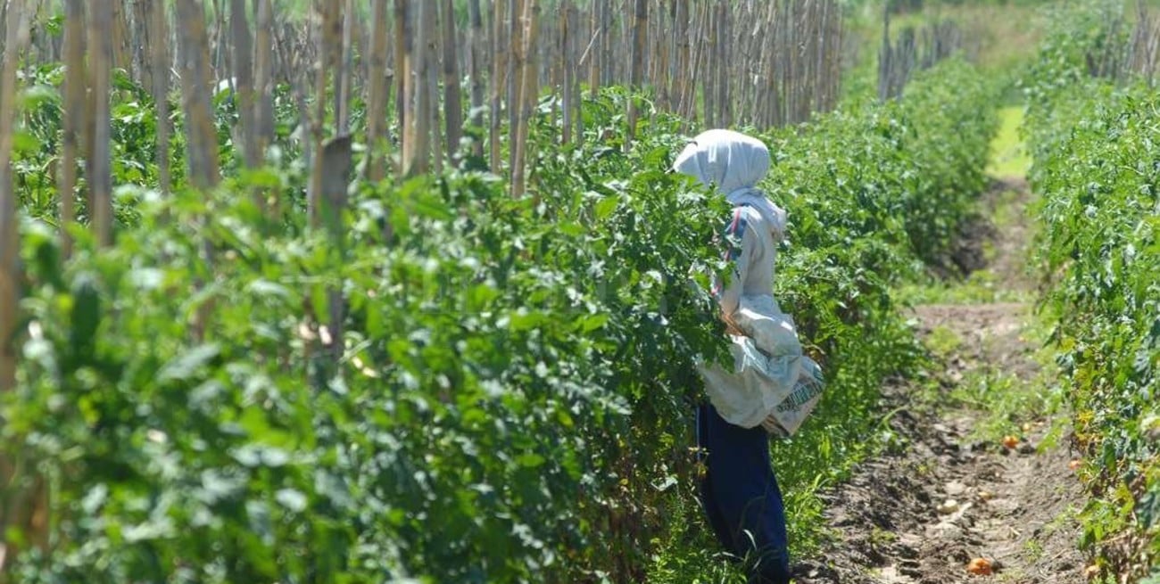 La Assal detecta "irregularidades" en el 30% de las frutas y verduras