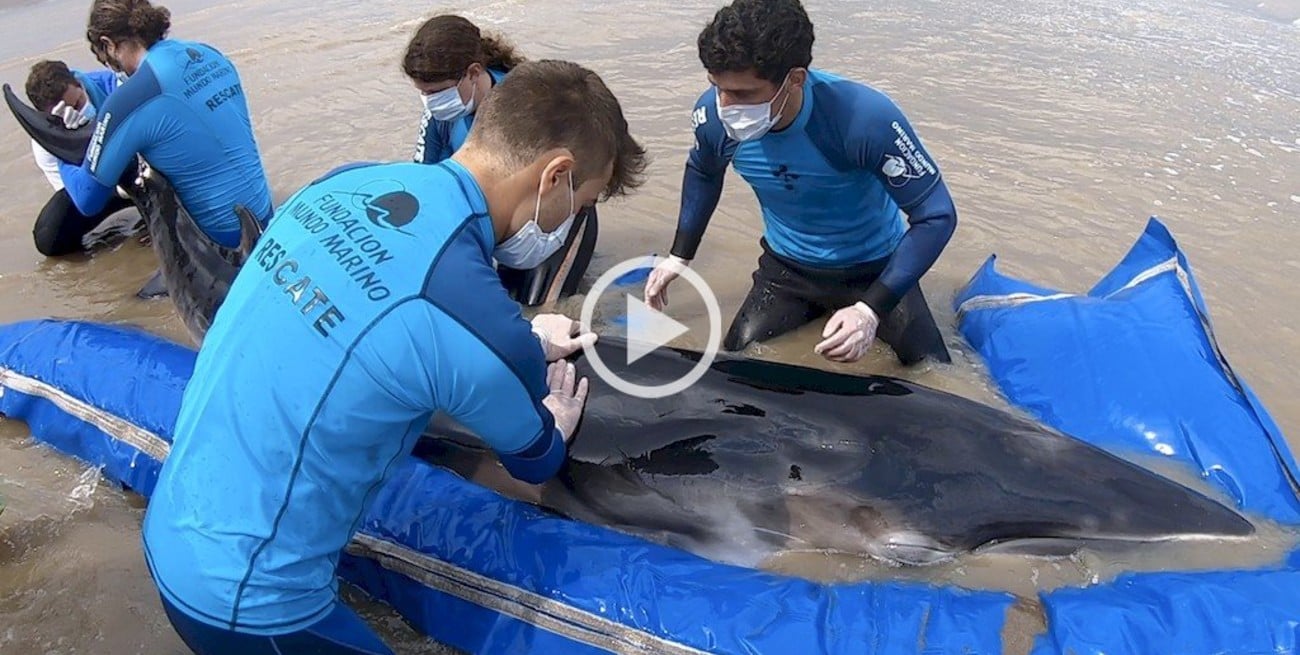 Video: Regresaron al mar a una ballena Minke varada en Punta Rasa