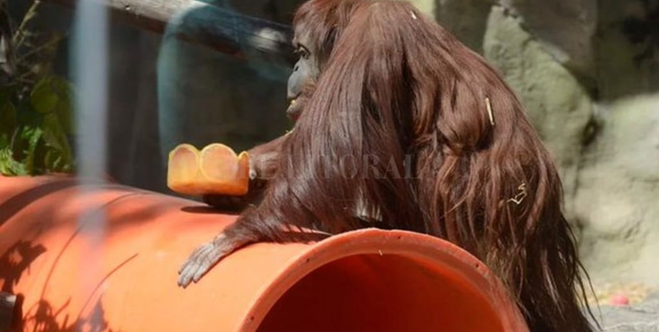 La orangutana Sandra llegó en buen estado al zoológico de Kansas