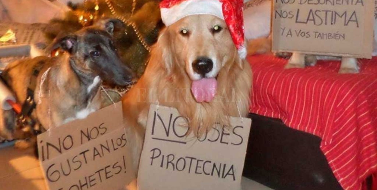 National Geographic emite un especial para mascotas por las fiestas