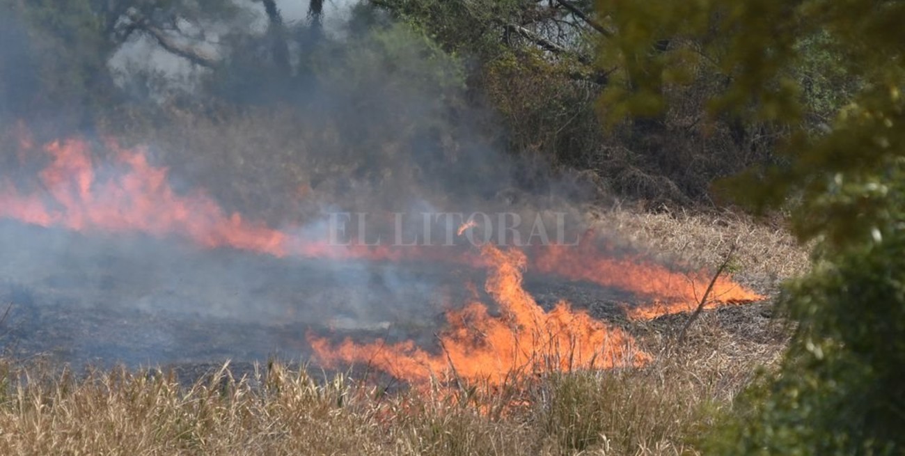 Cómo es la recuperación de la flora y fauna frente a los incendios en islas