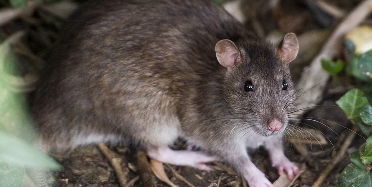 Hantavirus: 41 casos confirmados en Santa Fe en los últimos 6 años