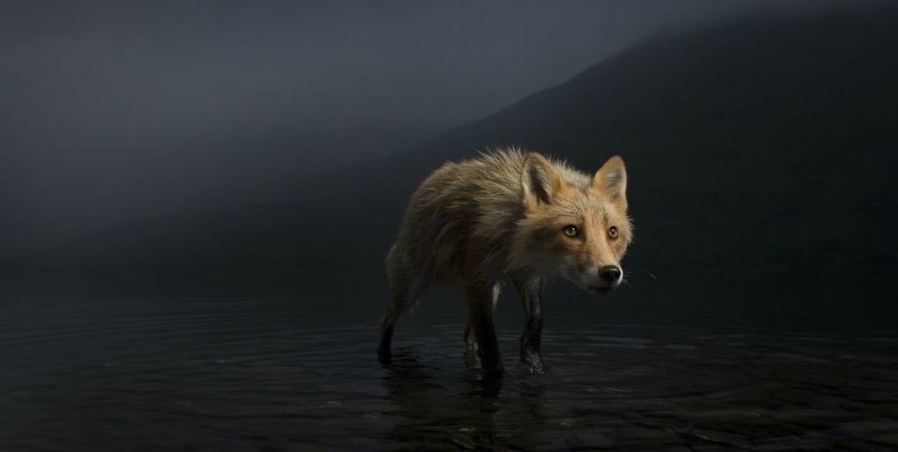 Las 15 fotos competidoras del concurso de Vida Silvestre del Museo de Londres