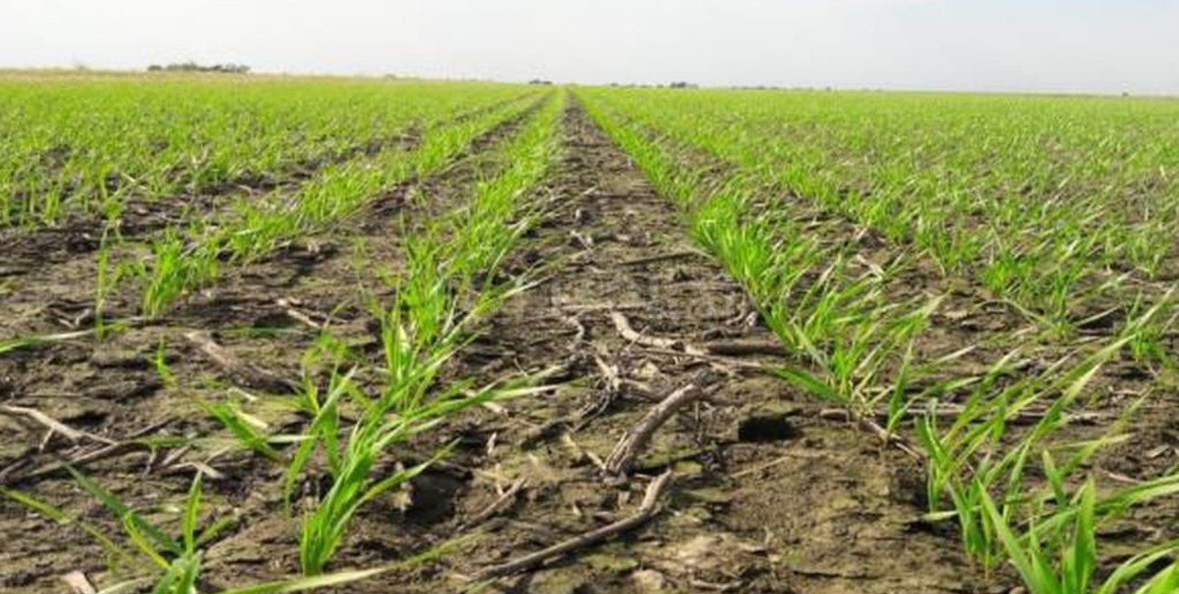 Trigo: por la falta de lluvias, ya estiman un 5 % de pérdidas