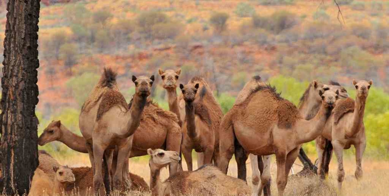 Australia sacrificará a 10 mil camellos salvajes por la sequía