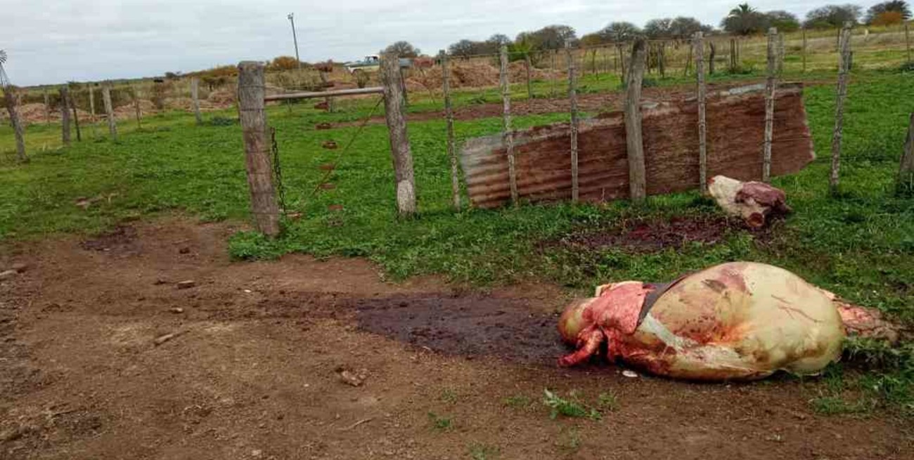 Cuatrerismo azota a un productor agropecuario de Santa Fe