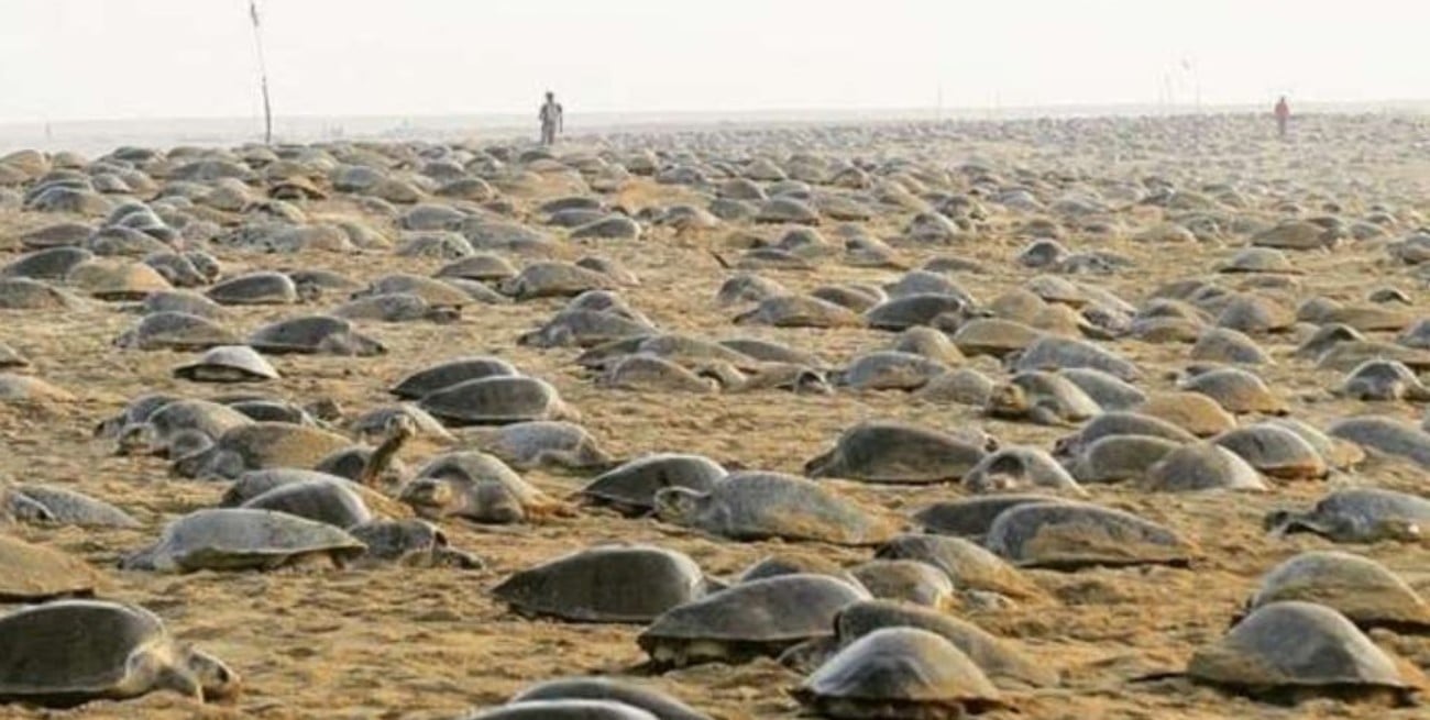 Por la ausencia de turistas, miles de tortugas invadieron una playa de India