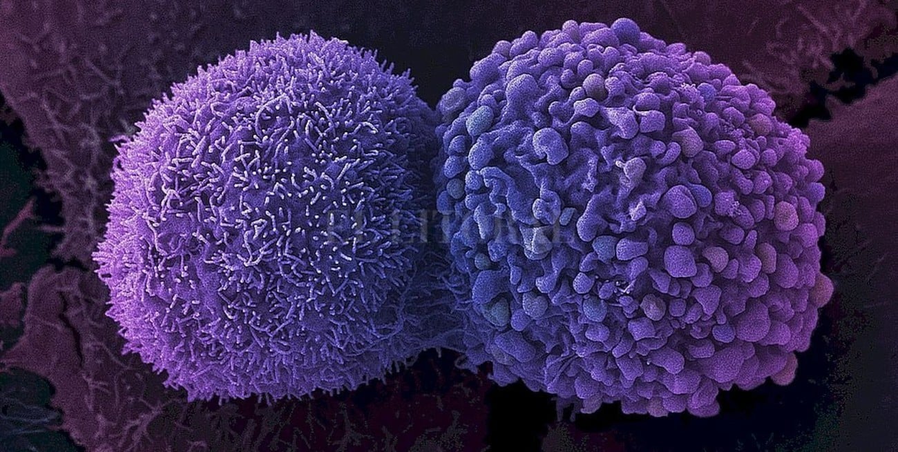 Cáncer: se completaron los genomas de 38 tipos de tumores