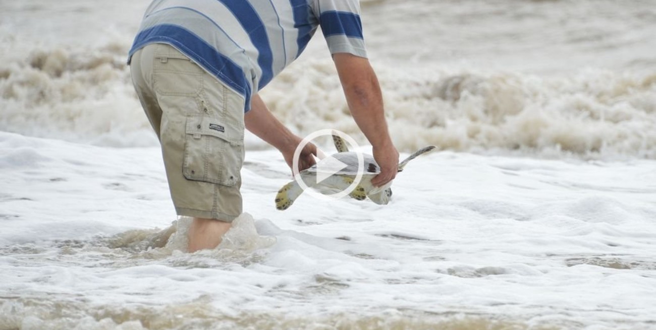 Video: Una tortuga de 35 cm que expulsó 1,20 metros de plástico pudo volver al mar