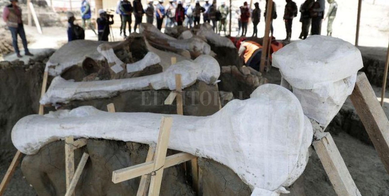 México: construían un aeropuerto y hallaron un mega cementerio de mamuts