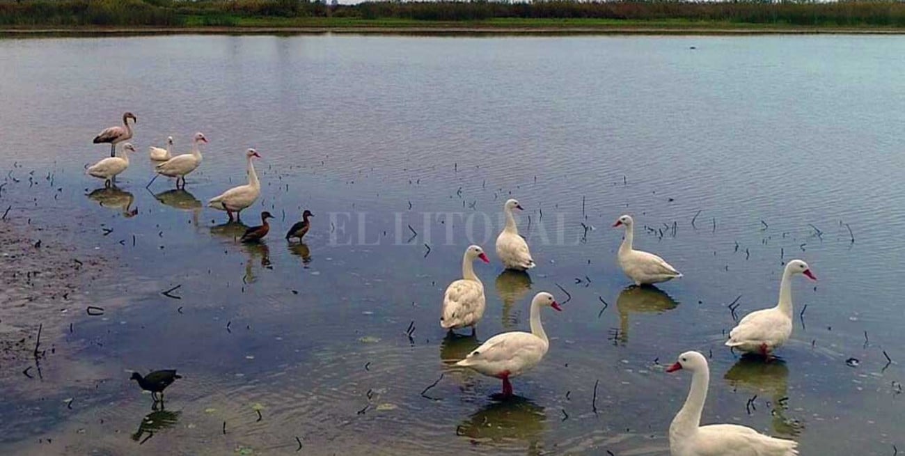 Las aves acuáticas eligen un espacio de Alto Verde donde se preserva el ecosistema