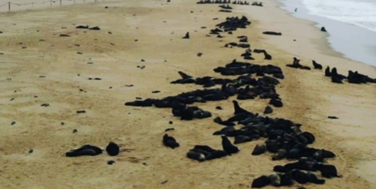 Encuentran más de 7.000 focas muertas en una playa de Namibia