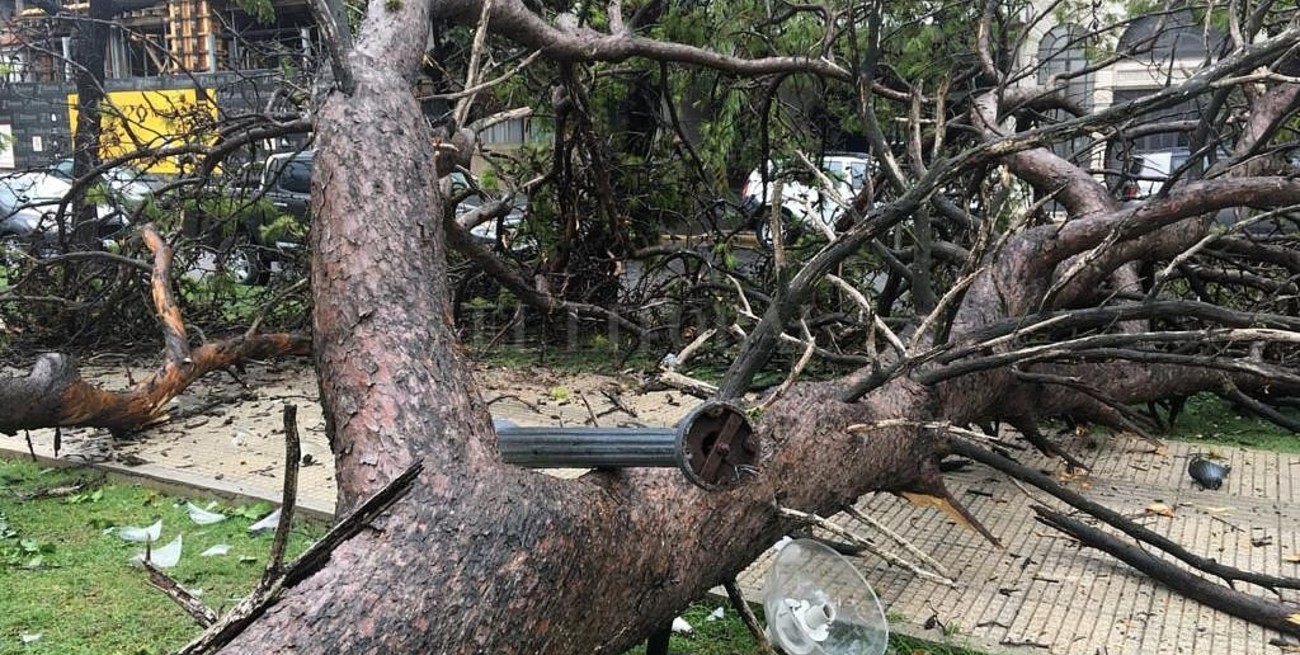 Un enorme árbol se desprendió de raíz en la Plaza Constituyentes