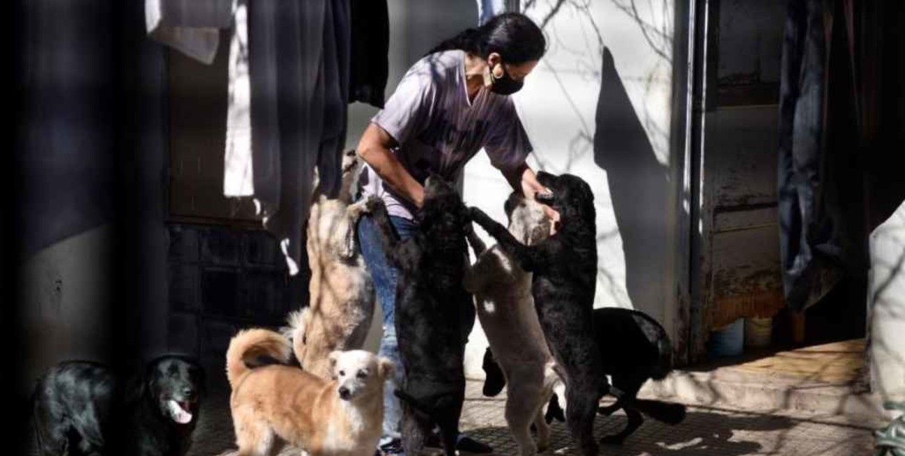 Córdoba: una mujer podría quedar en la calle con 12 perros y 23 gatos