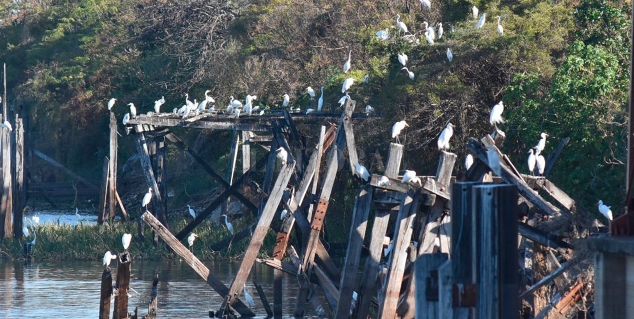 Las aves que llegan a Santa Fe durante el invierno