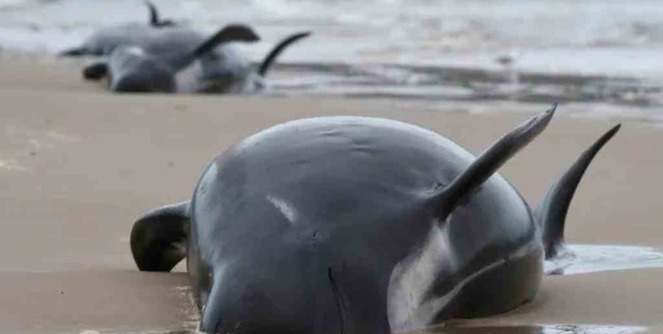 Un centenar de ballenas murieron tras quedar varadas en Nueva Zelanda