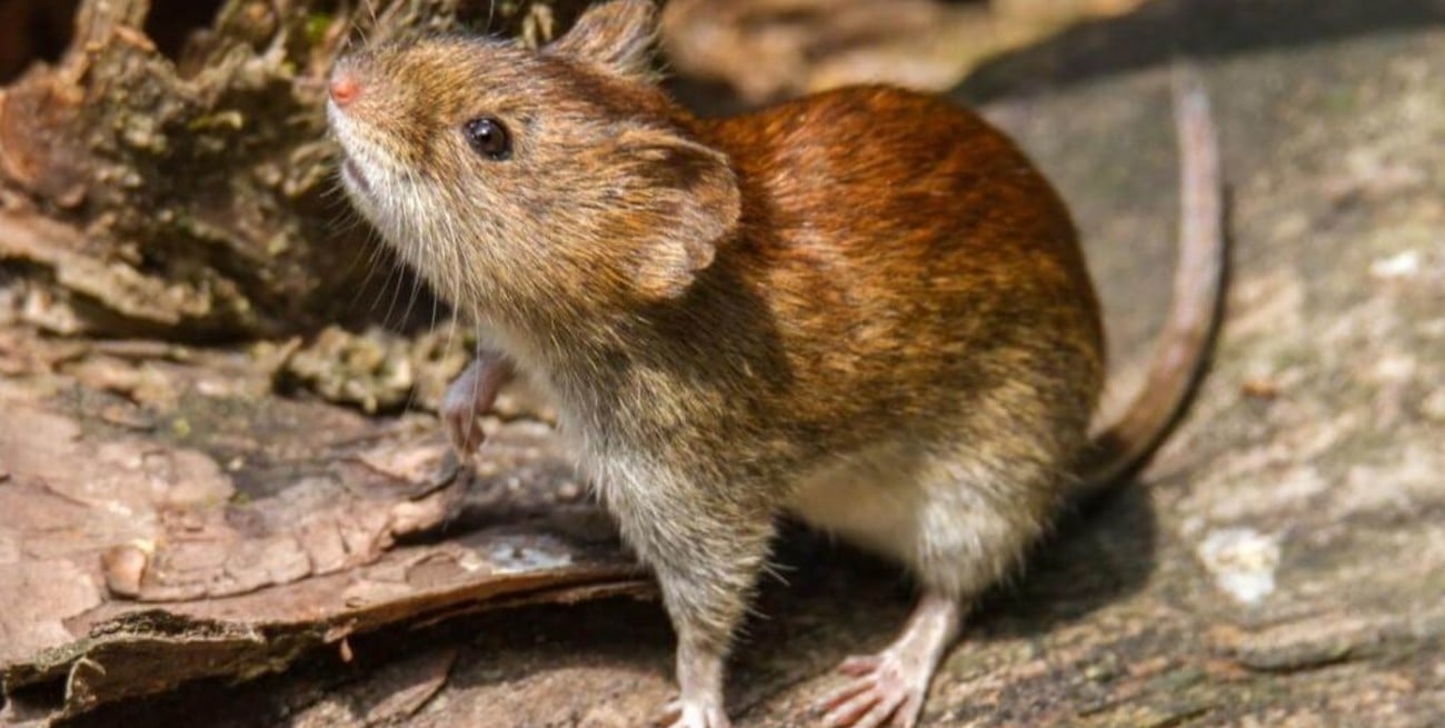 Dos muertes y 13 casos confirmados de hantavirus en la provincia de Buenos Aires