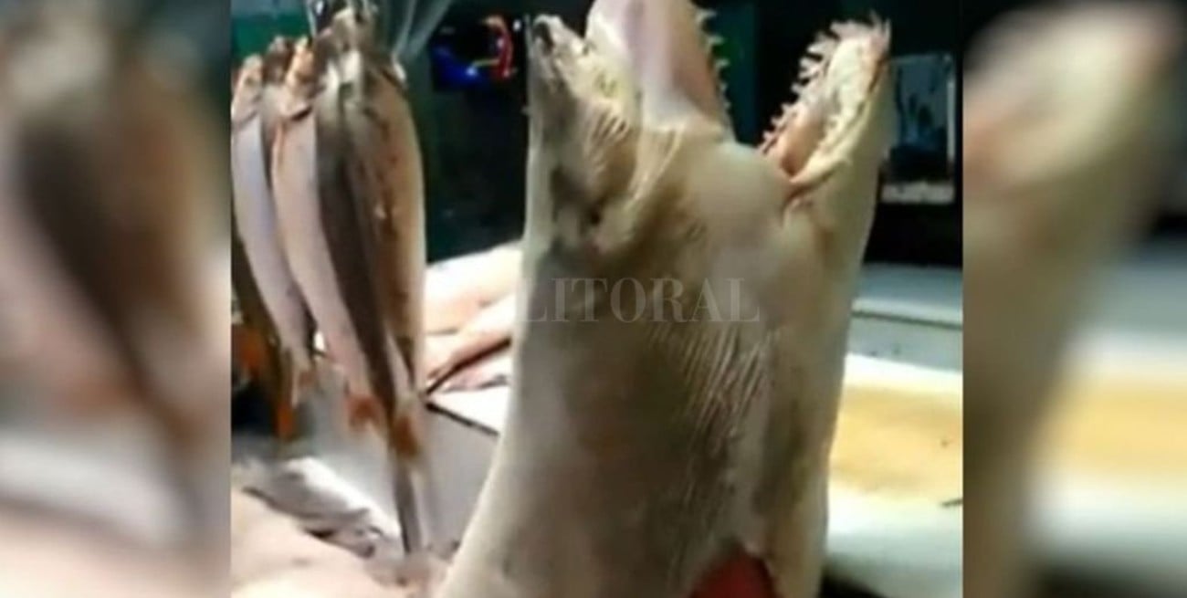 Un tiburón en peligro de extinción, a la venta en una pescadería de Rosario