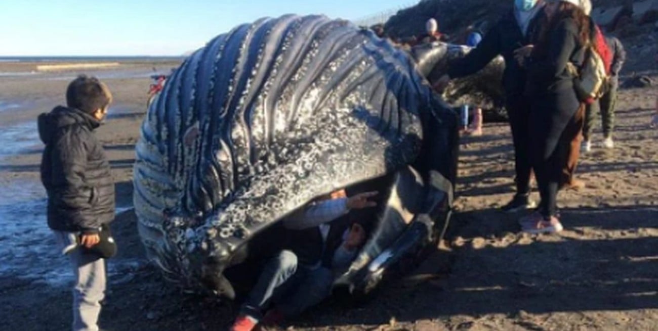 Las autoridades sanitarias recomiendan no fotografiarse junto a la ballena jorobada que apareció muerta en Chubut