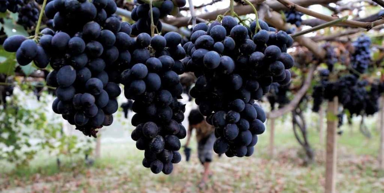 Crecen las exportaciones de vino fraccionado  