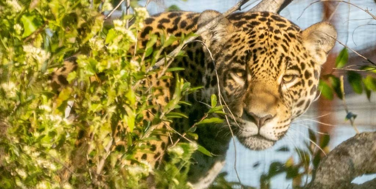 Espectaculares imágenes de la liberación de un yaguareté en Iberá