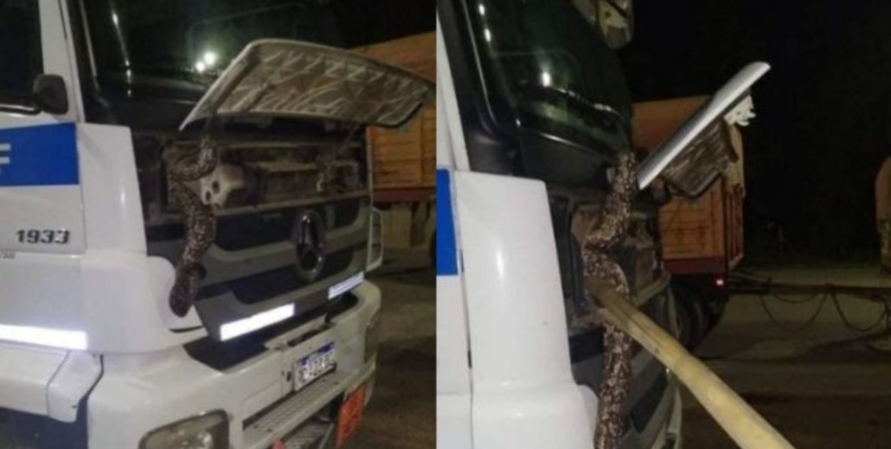 Insólito: encontraron una serpiente dentro de un camión en un peaje de San Lorenzo