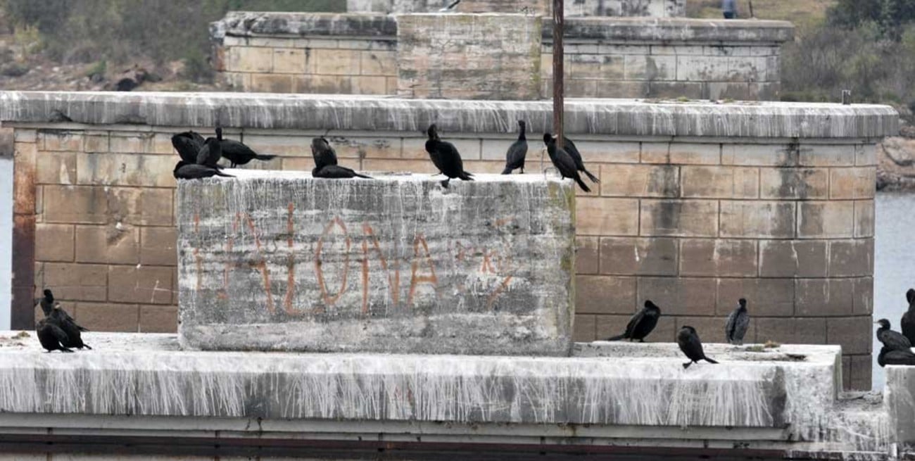 La bajante atrajo hacia la Setúbal una   amplia biodiversidad de aves acuáticas