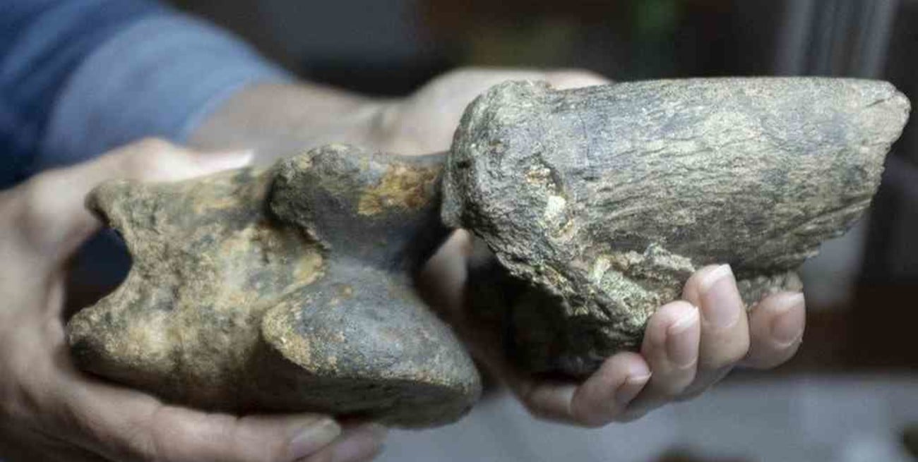 Desentierran restos fósiles de un perezoso gigante hallados en Humahuaca