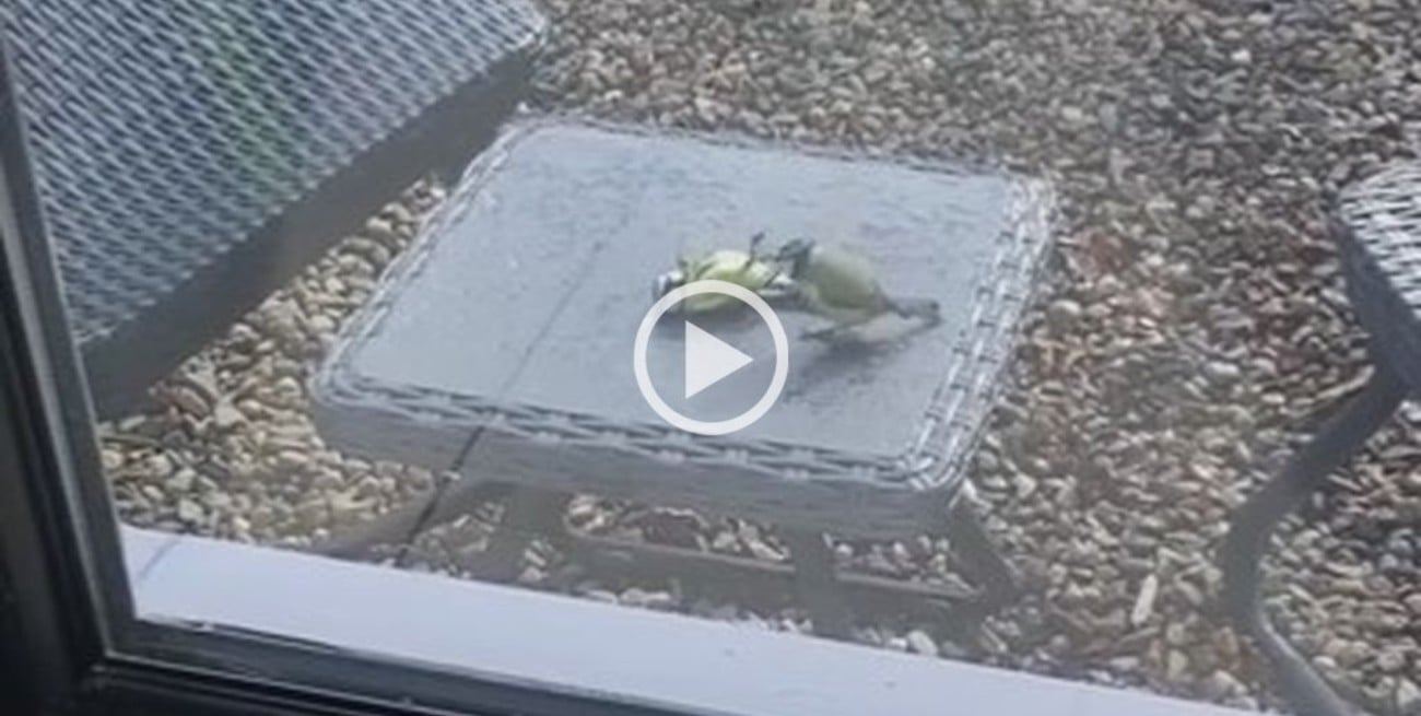 Video: Un pájaro "revivió" a otro que se golpeó contra una ventana de una casa