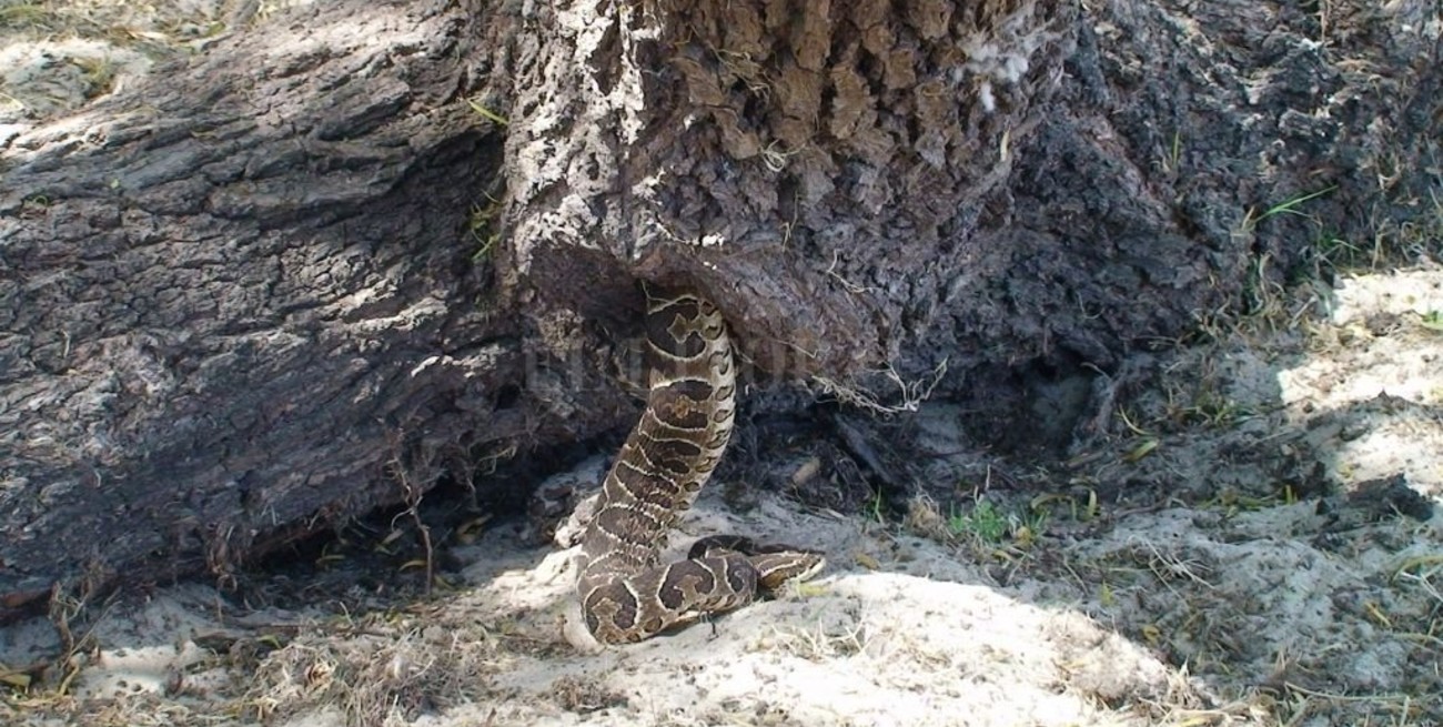 La escuela, la serpiente y la inseguridad