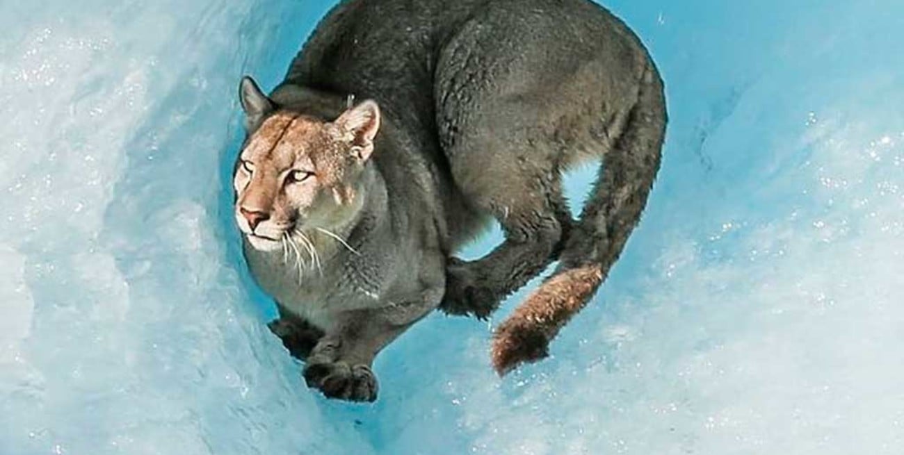 ¿Qué pasó con el puma visto en un témpano del Parque Nacional los Glaciares?