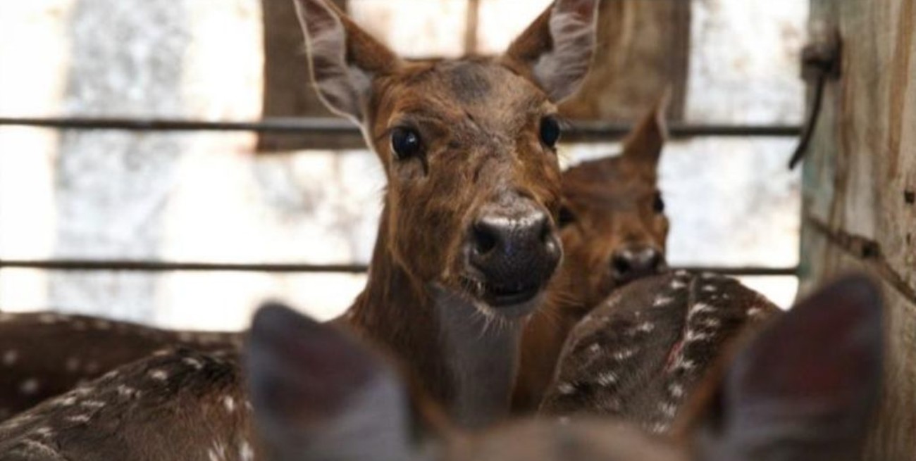 Trasladaron a un santuario natural a 5 ciervos que eran mantenidos como mascotas en Entre Ríos