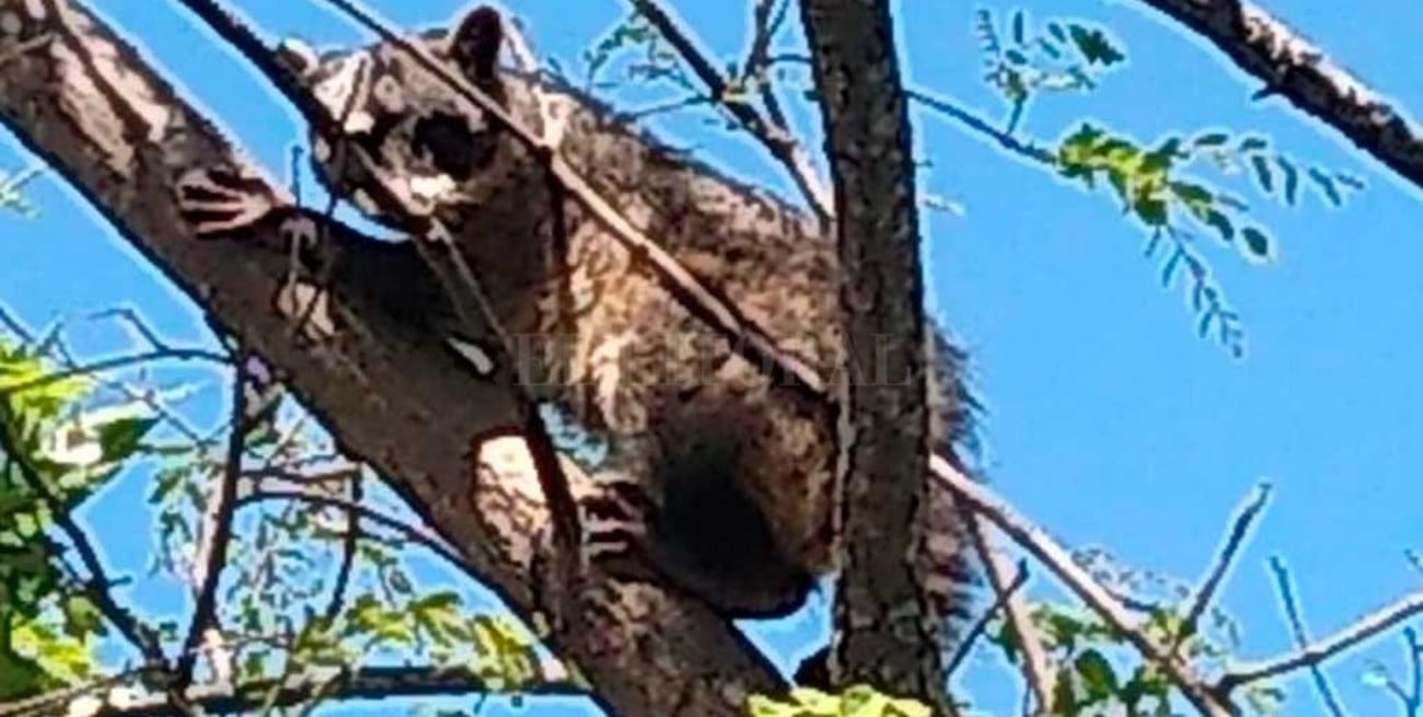 Rescataron un ejemplar de mapache en San Javier