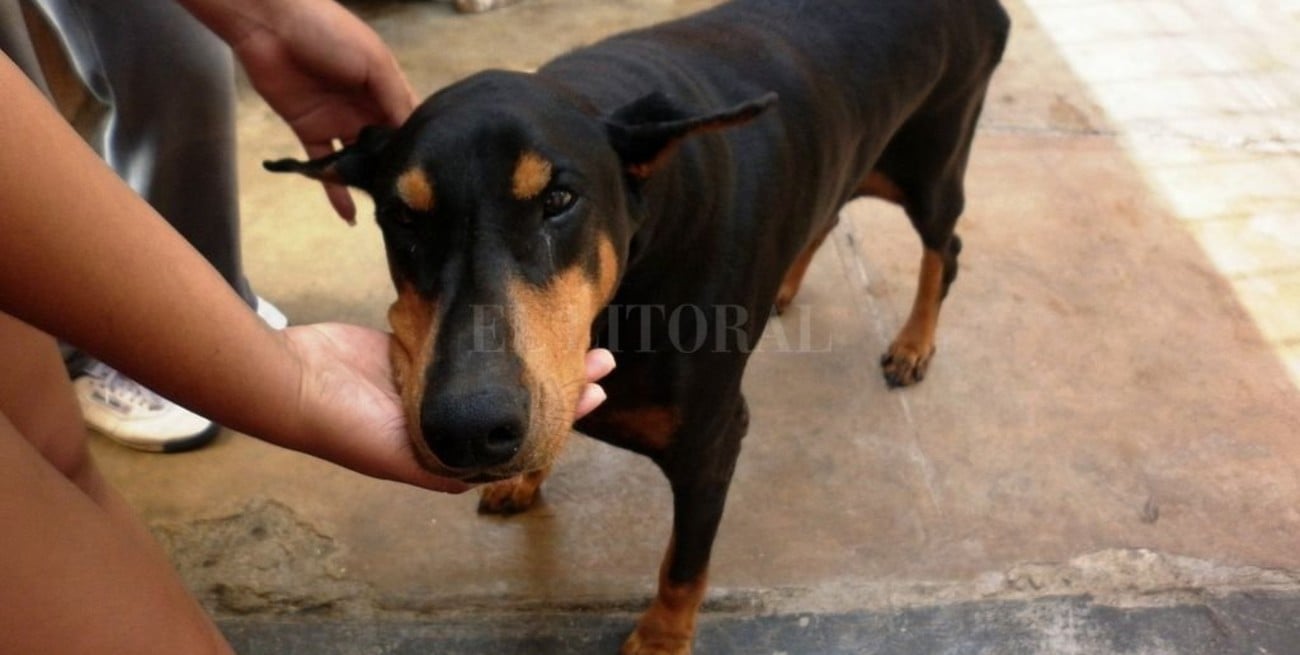 Las adopciones de perros aumentaron 200% durante la pandemia