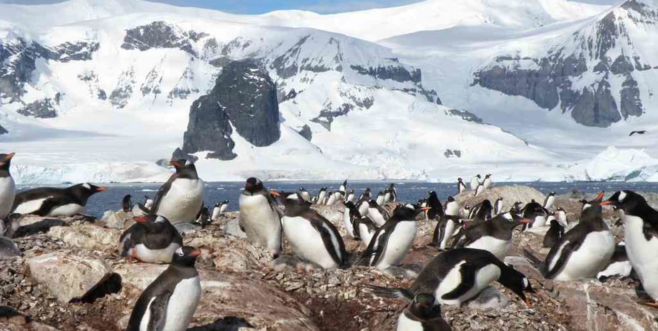 Una nueva colonia de pingüinos hallada en la Antártida preocupa a los científicos