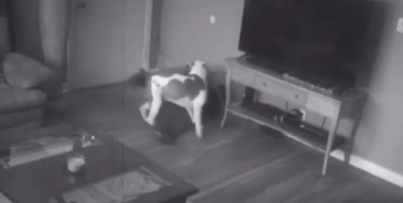 Video: cámara de seguridad grabó a un perro defendiendo a su dueña de un ladrón