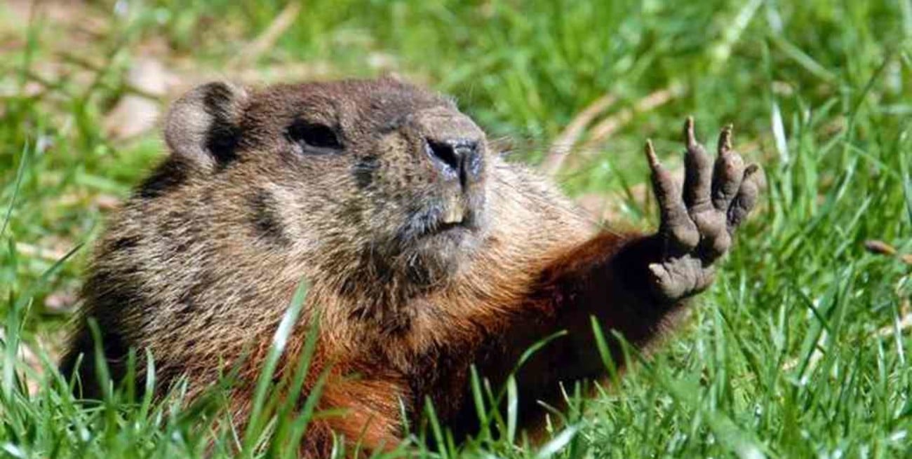 Día de la Marmota: ¿Cuál es su origen y qué se celebra?