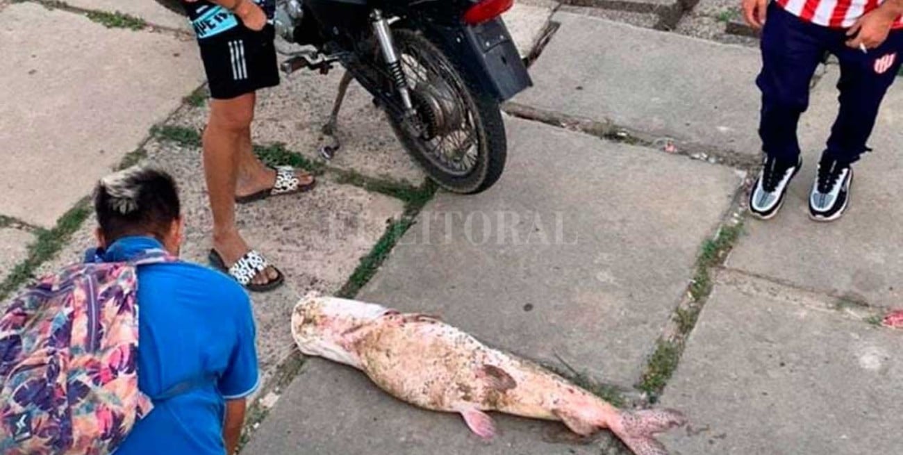 Video: pescaron un gran surubí en la Laguna Setúbal y se lo llevaron en moto