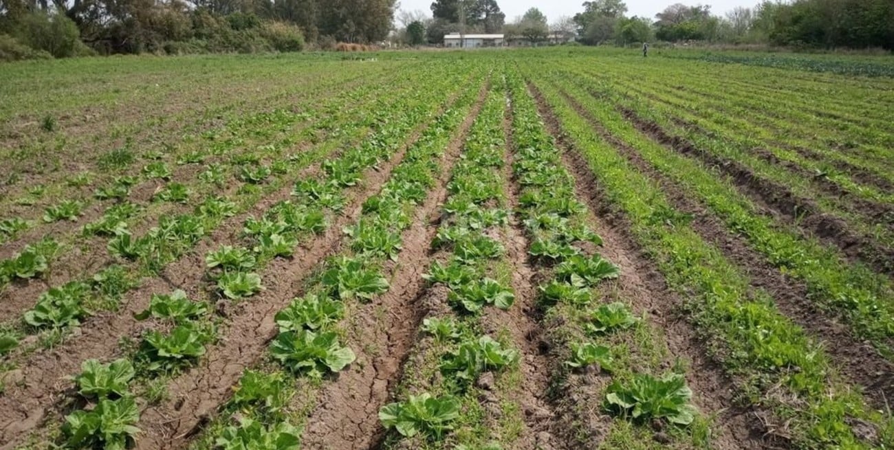 Retenciones de 0% para las exportaciones de productos orgánicos y agroindustriales