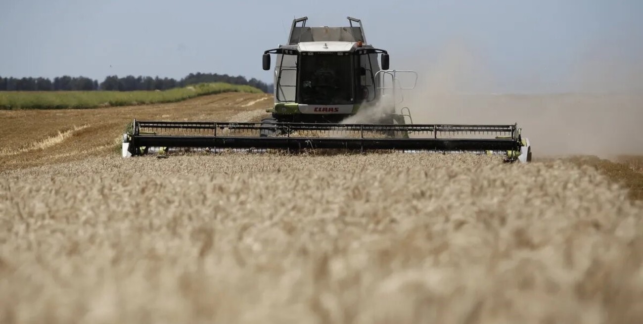 Cereales de invierno: el uso de fertilizantes será menor este año