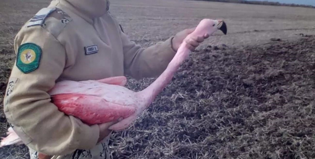 Rescataron un flamenco rosado en un campo de Entre Ríos