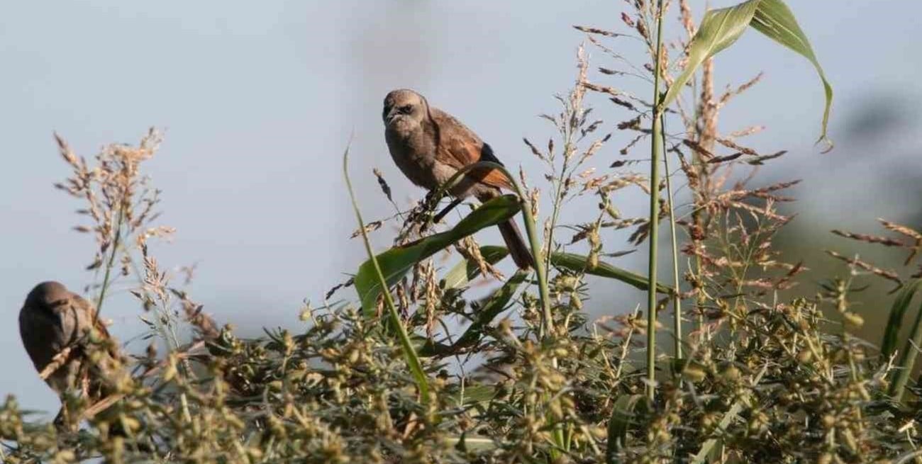 San Jorge avanza con la primera Reserva Natural del departamento San Martín