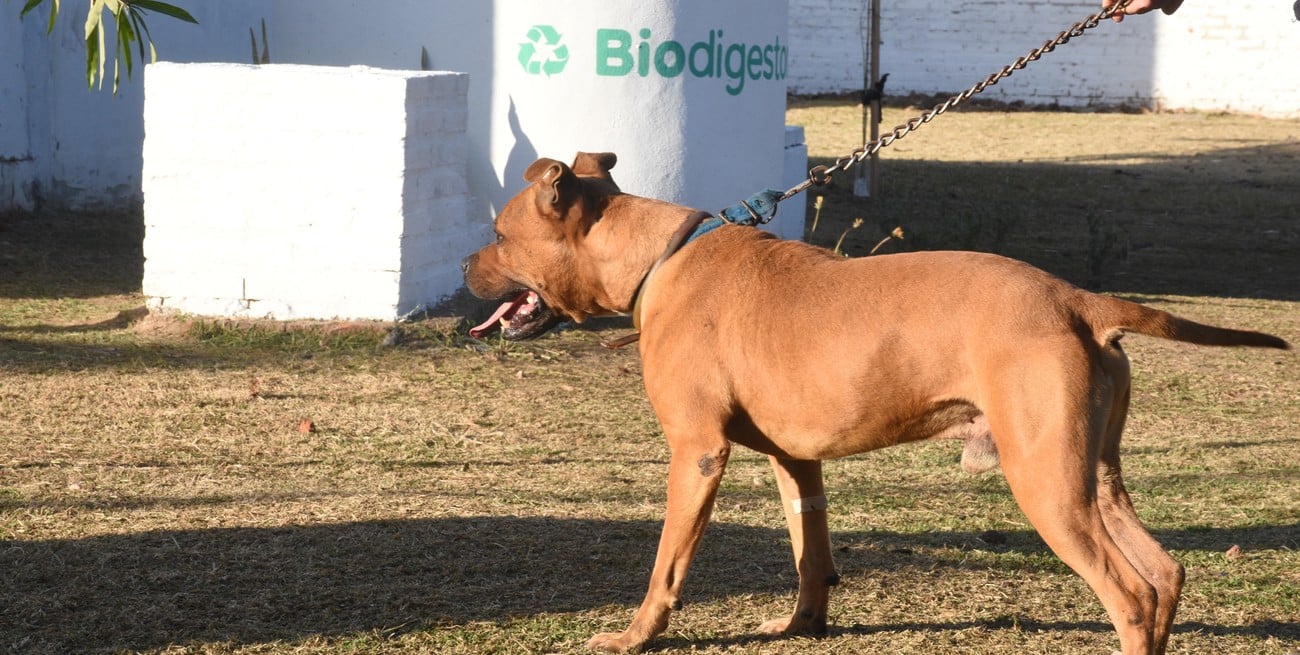 Con excremento de perro y materia orgánica generarán biogás para calefaccionar caniles 