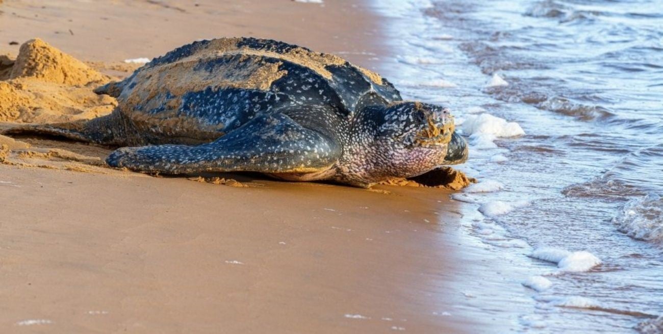 Un pescador apuñaló más de 40 tortugas protegidas en Japón