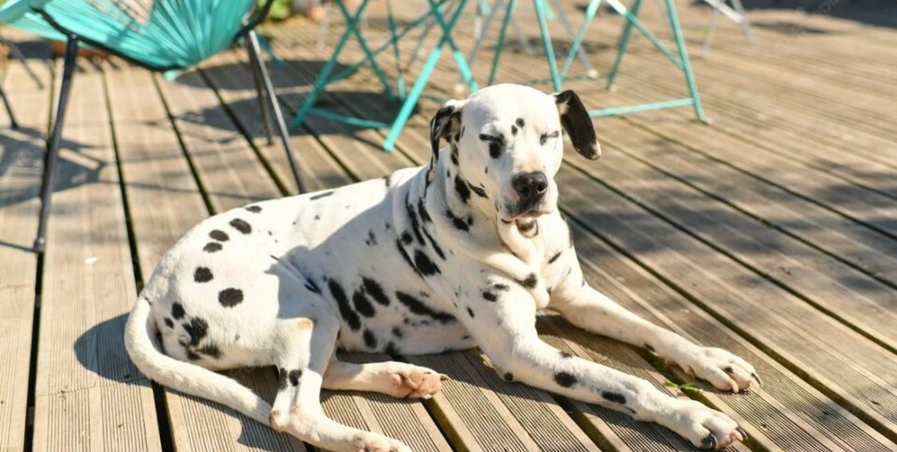 Aprobaron el proyecto "Pet Friendly": perros y gatos podrán ingresar a locales gastronómicos