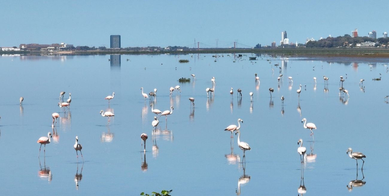 Los flamencos siguen en la Setúbal: ¿es posible el ecoturismo en el nuevo humedal de la laguna?