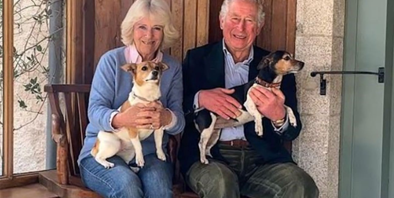 Adiós a los corgis: Carlos y Camila llevan sus dos Jack Russell terrier al Palacio de Buckingham