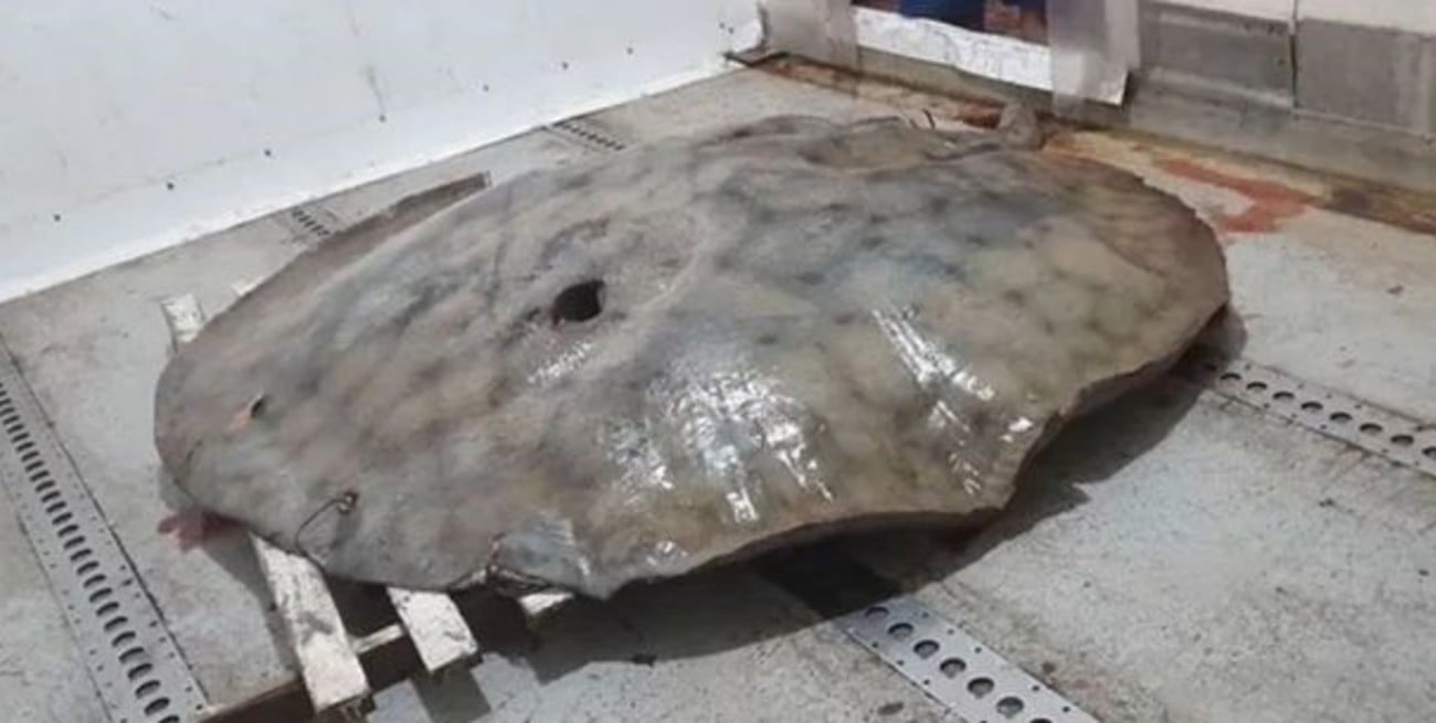 Video: pescaron una raya de 150 kilos en el Río Paraná