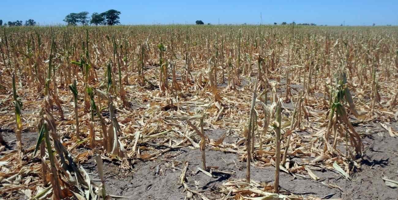 Las lluvias no llegaron y el impacto económico se prevé desde abril en el sur provincial 